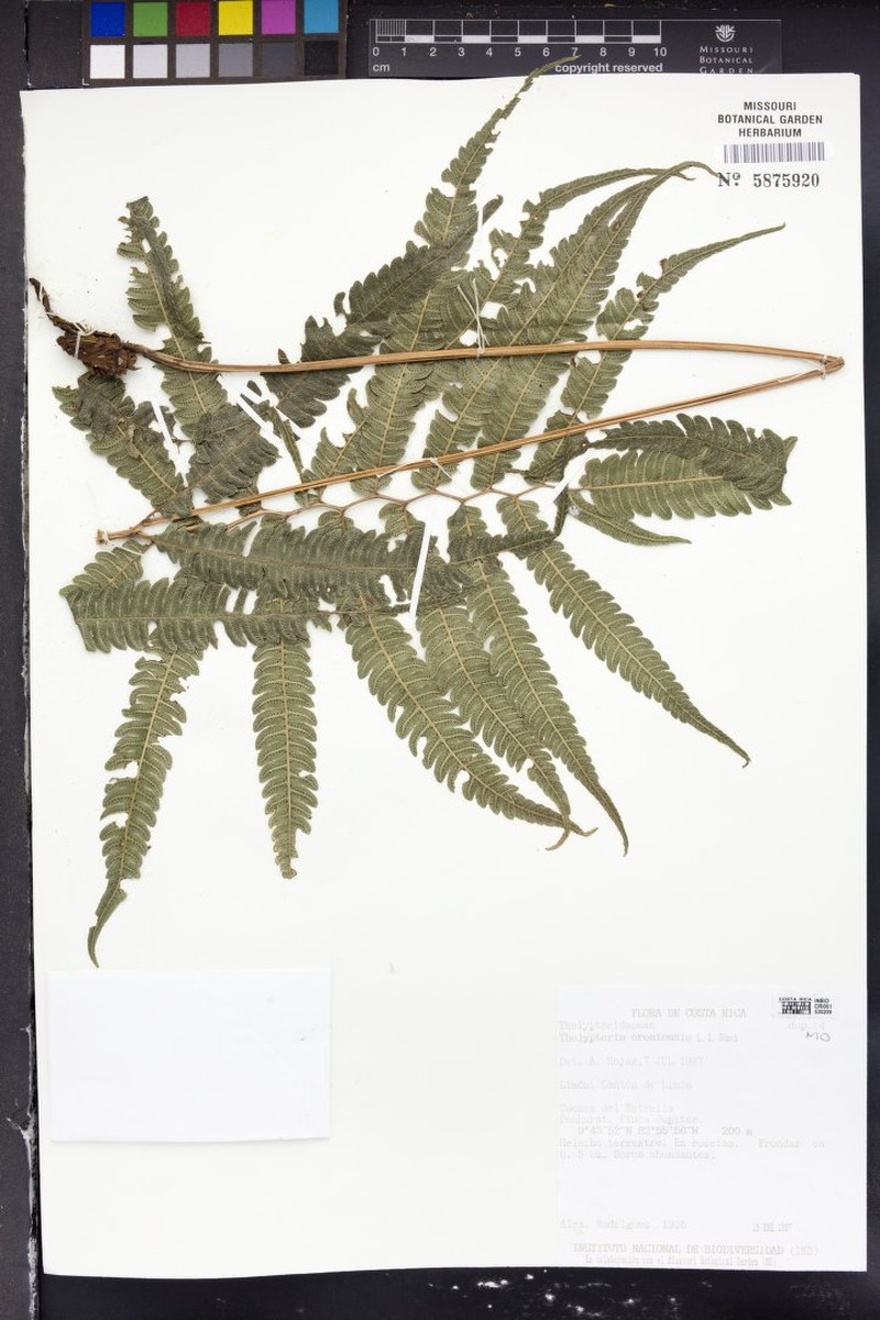 Thelypteris oroniensis