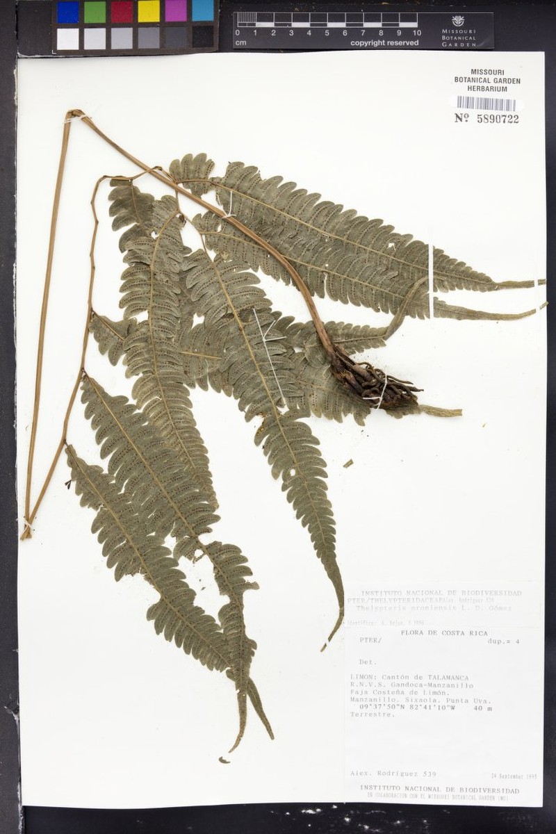Thelypteris oroniensis photo 2