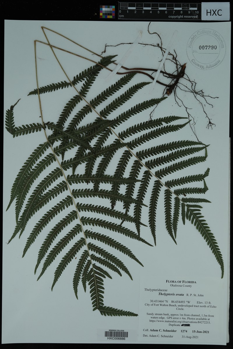 Ovate Marsh Fern photo 2