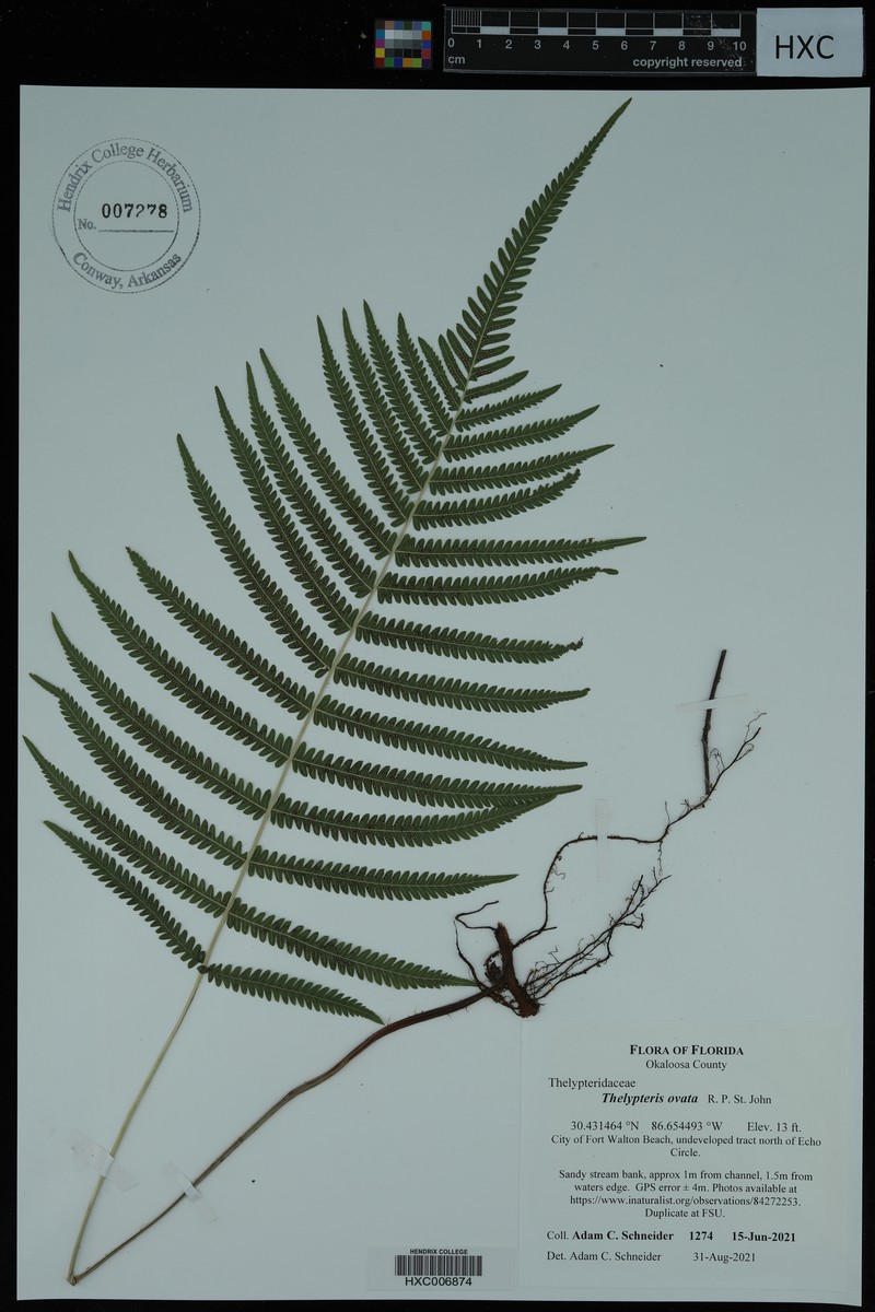 Ovate Marsh Fern photo 3