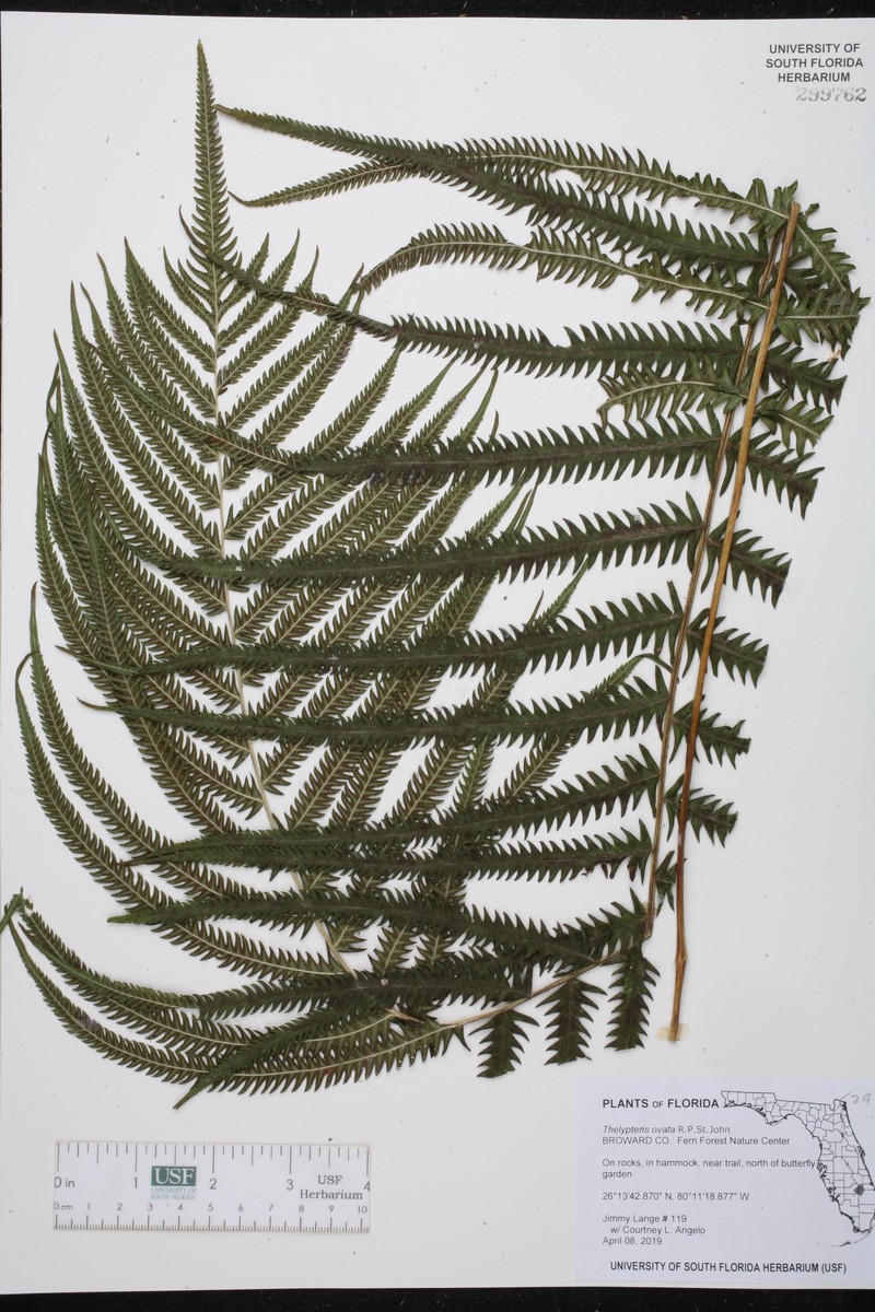 Ovate Marsh Fern photo 4