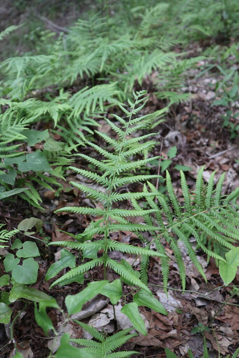 Ovate Marsh Fern photo 5