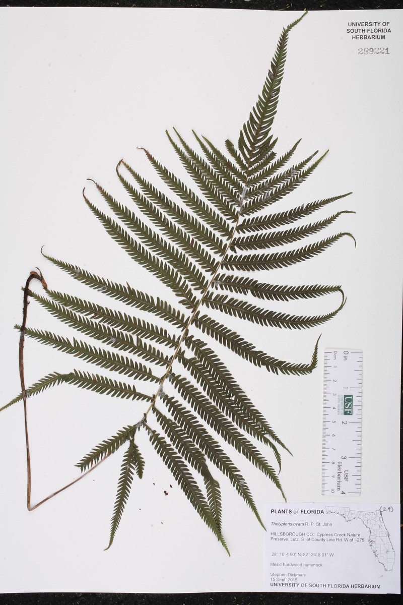 Ovate Marsh Fern photo 6