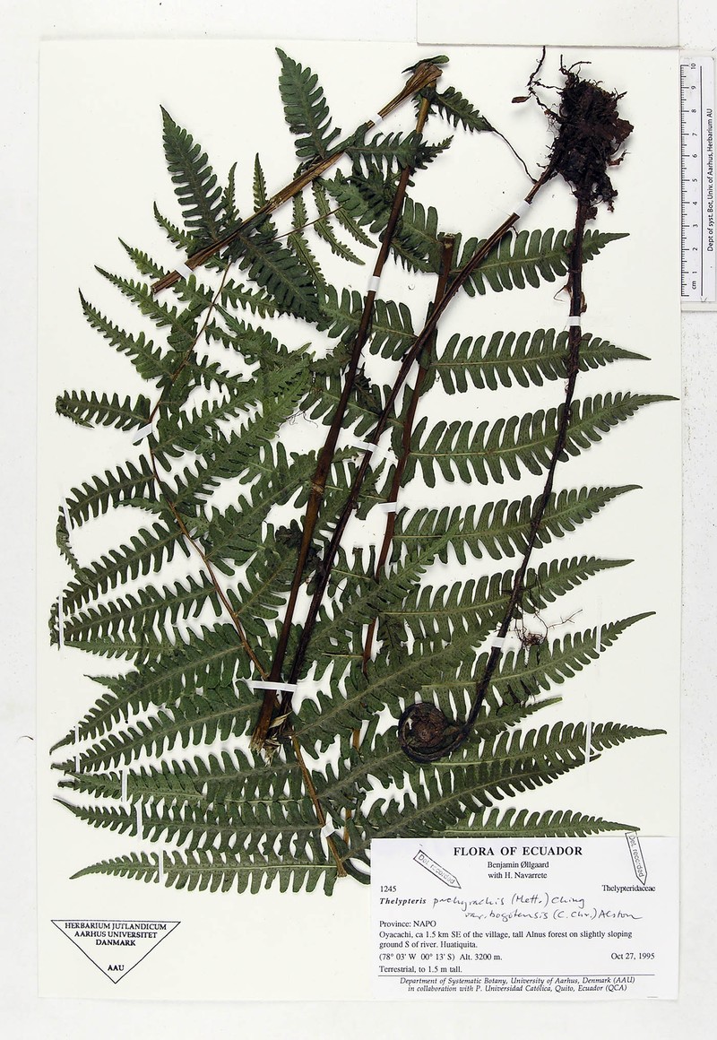 Thelypteris pachyrhachis var. bogotensis
