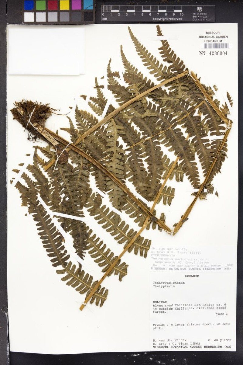 Thelypteris pachyrhachis var. bogotensis photo 2