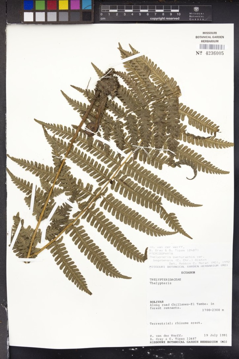 Thelypteris pachyrhachis var. bogotensis photo 3