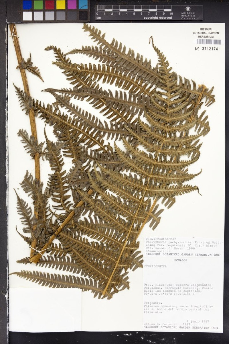 Thelypteris pachyrhachis var. bogotensis photo 4