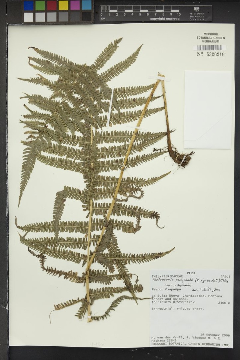 Thelypteris pachyrhachis var. pachyrhachis