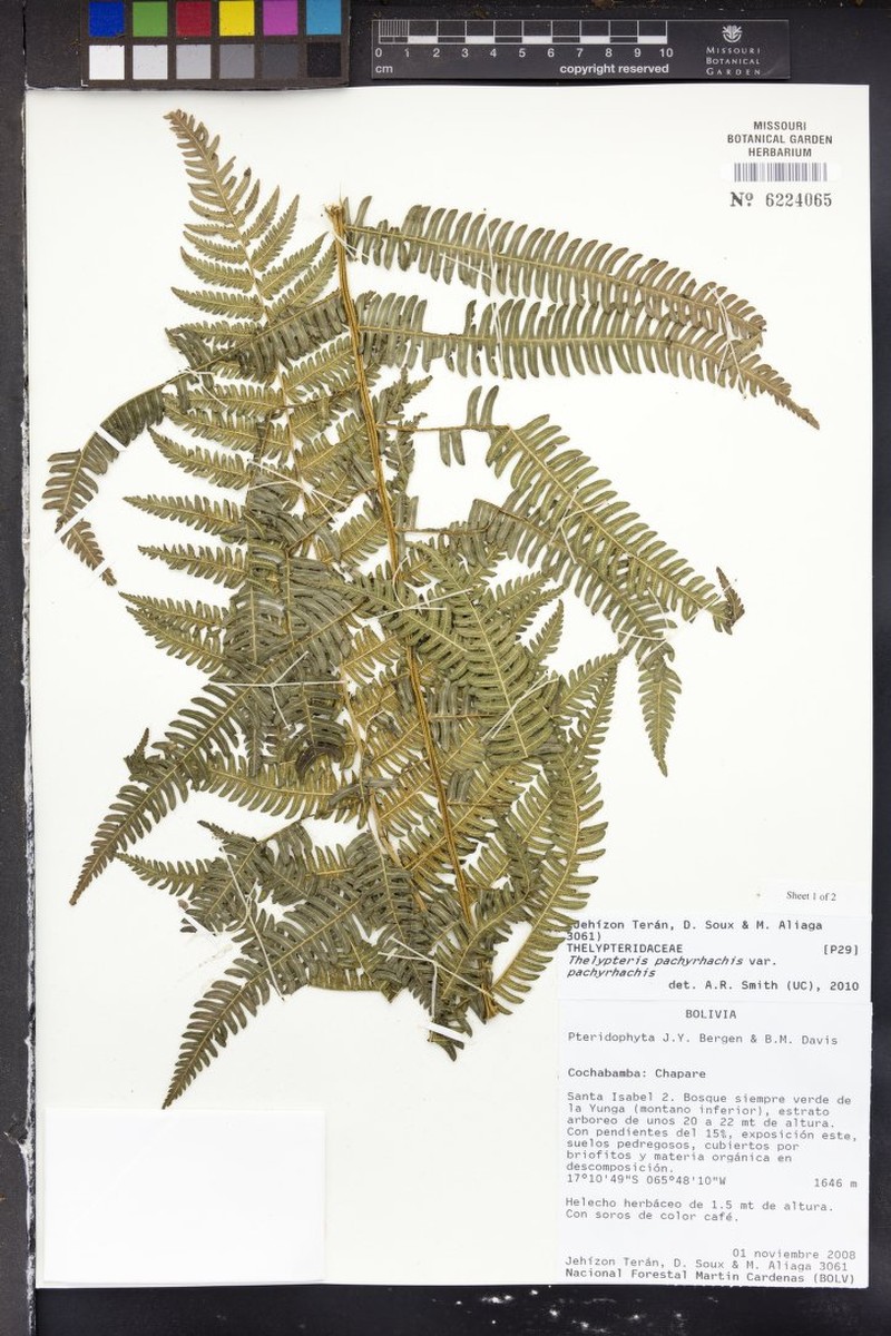 Thelypteris pachyrhachis var. pachyrhachis photo 2