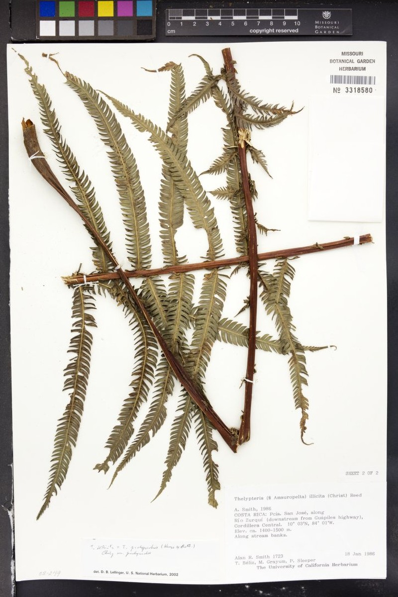 Thelypteris pachyrhachis var. pachyrhachis photo 3