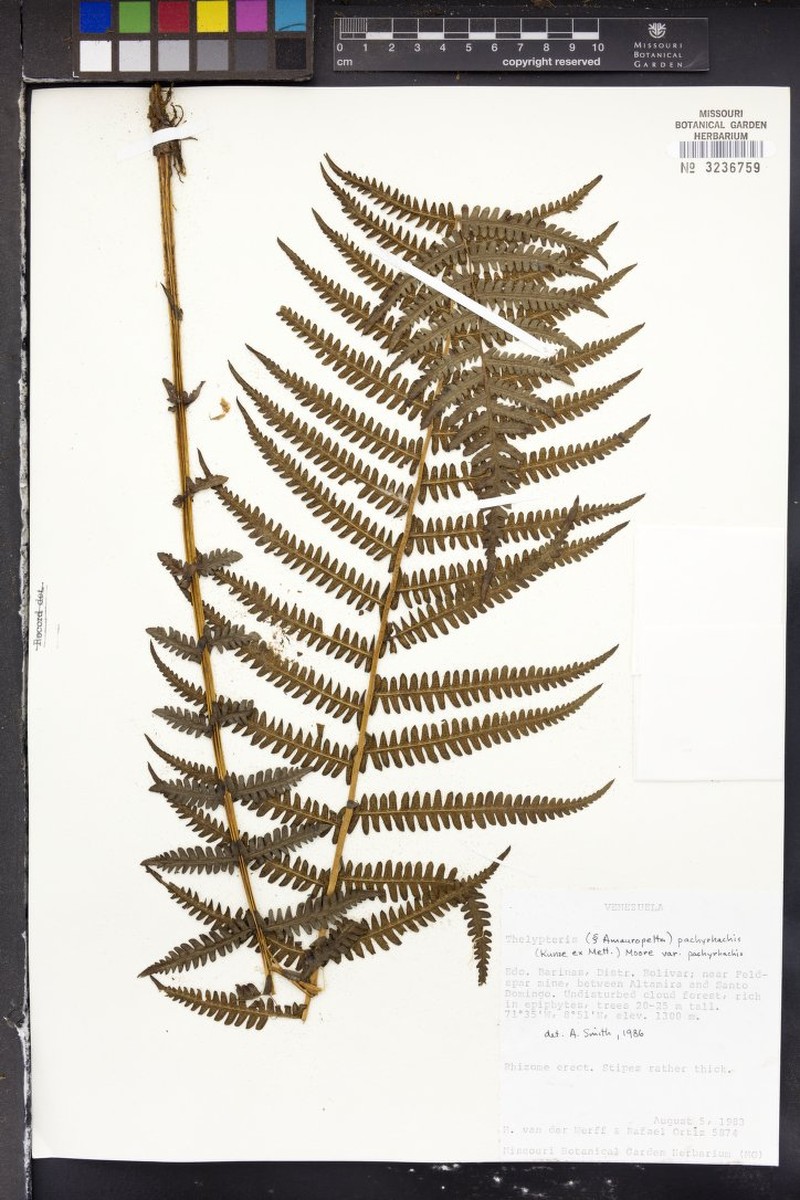 Thelypteris pachyrhachis var. pachyrhachis photo 4