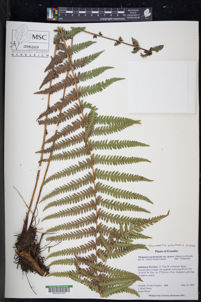 Thelypteris pachyrhachis var. sprucei