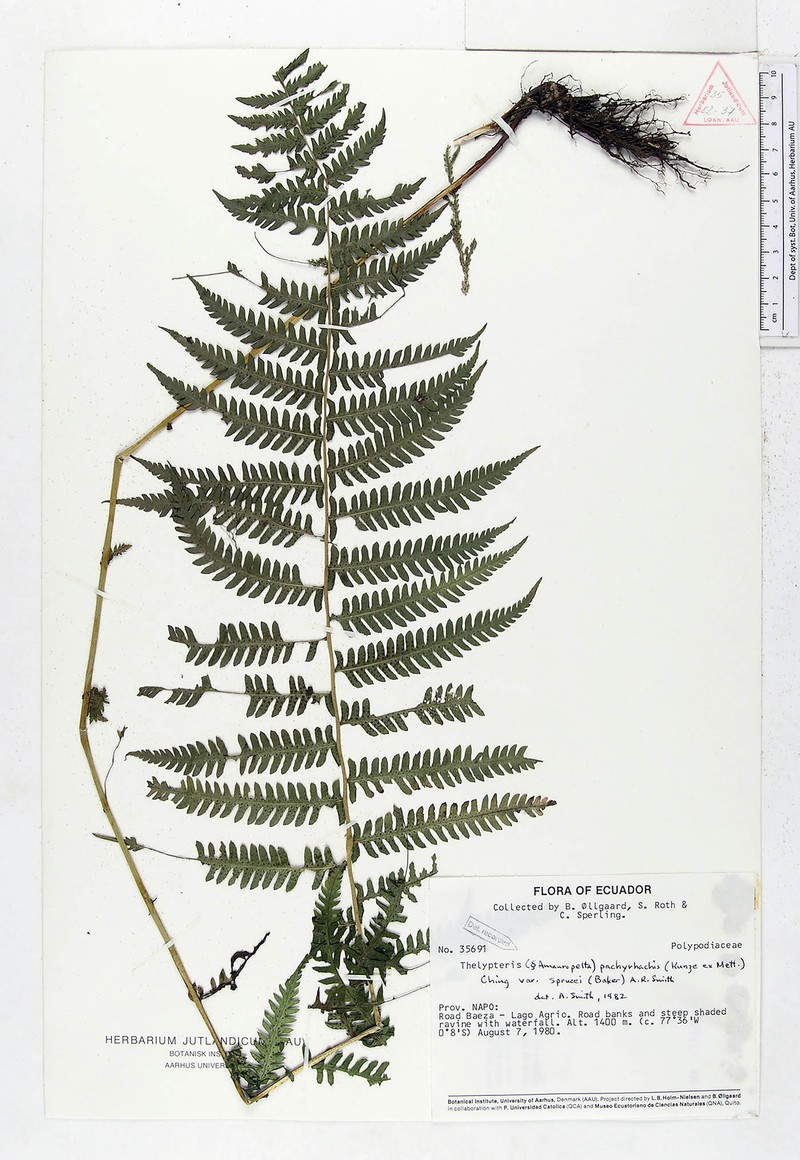 Thelypteris pachyrhachis var. sprucei photo 2