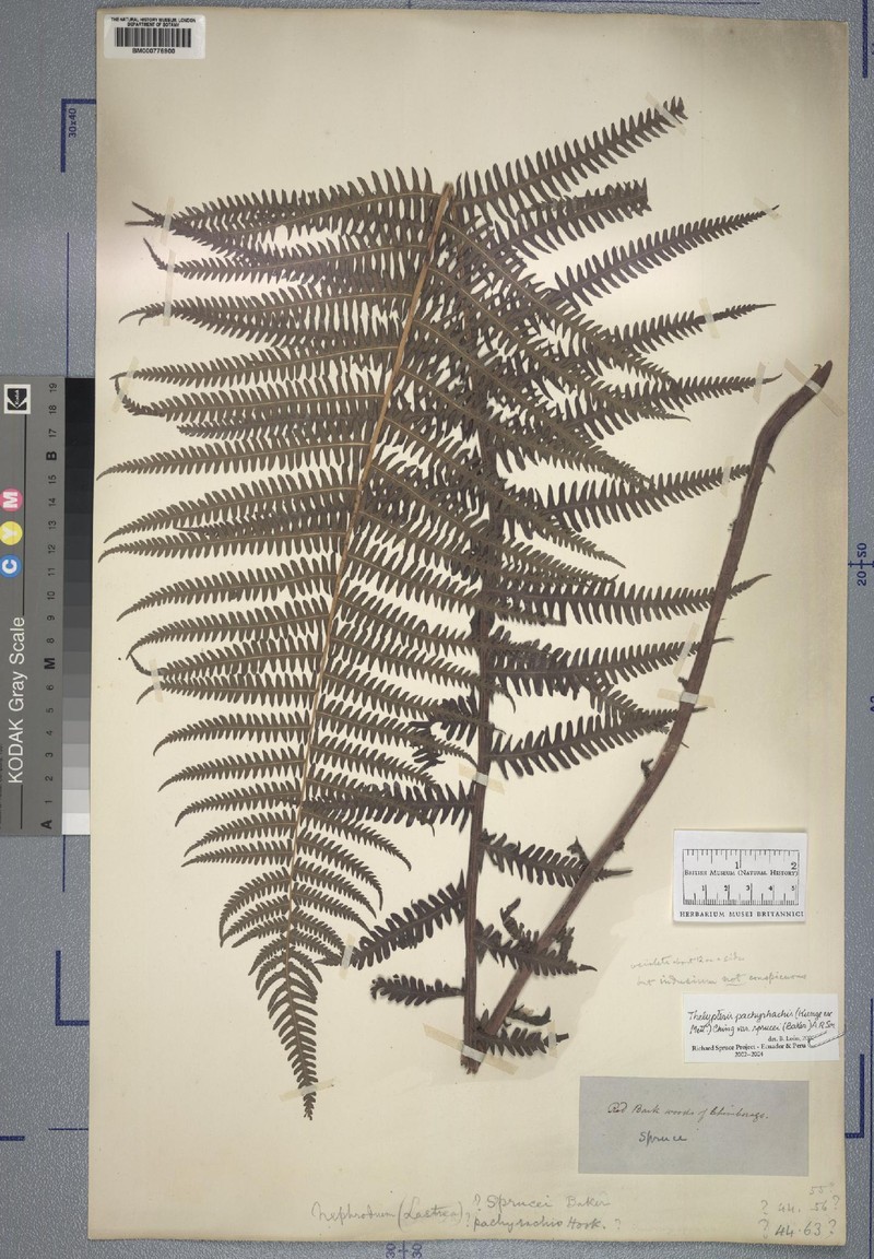 Thelypteris pachyrhachis var. sprucei photo 3