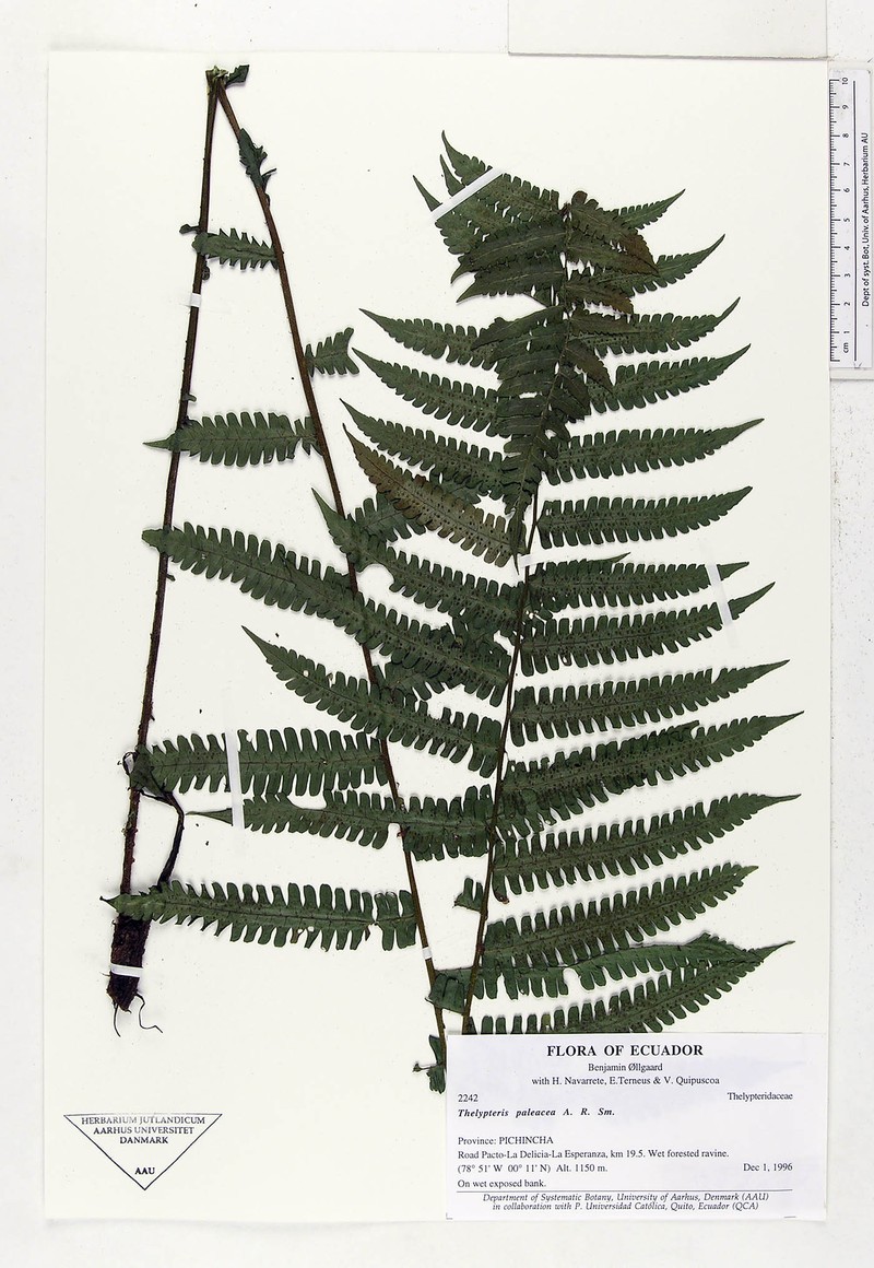 Thelypteris paleacea
