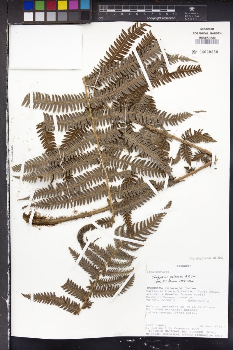 Thelypteris paleacea photo 2
