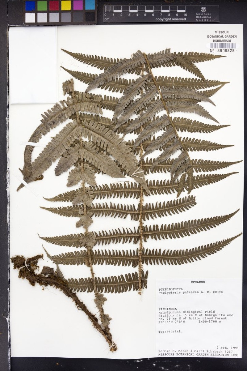 Thelypteris paleacea photo 3