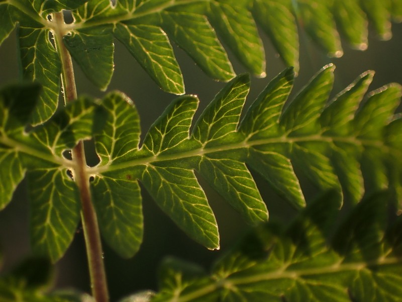 Eastern Marsh Fern photo 2
