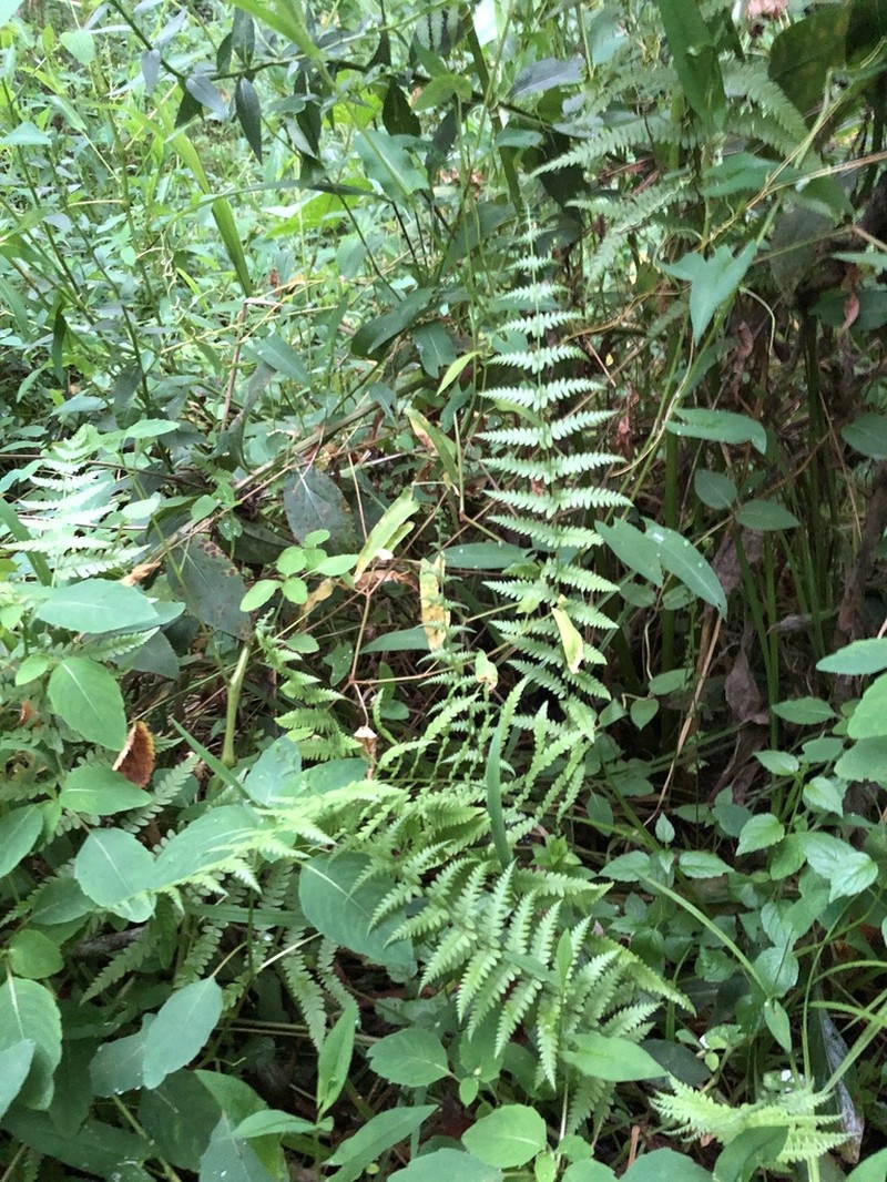 Eastern Marsh Fern photo 3