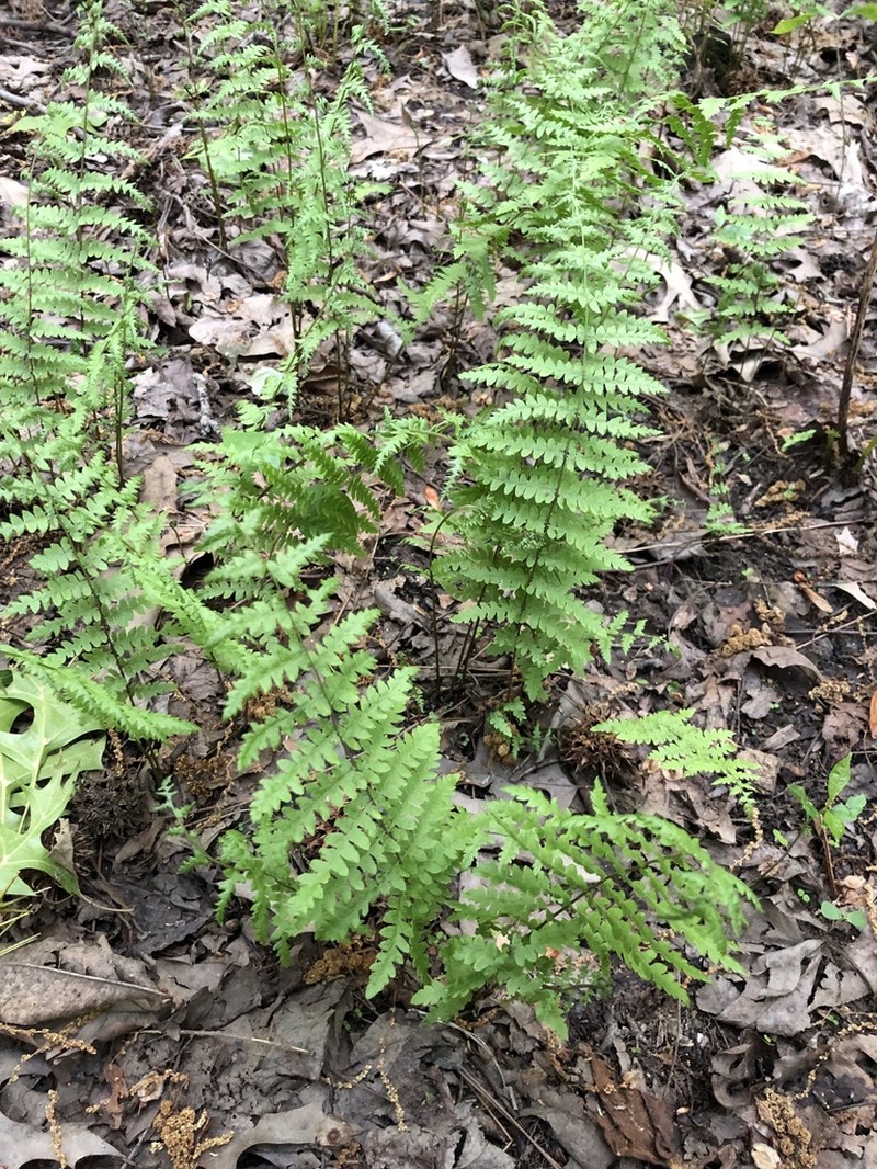 Eastern Marsh Fern photo 4