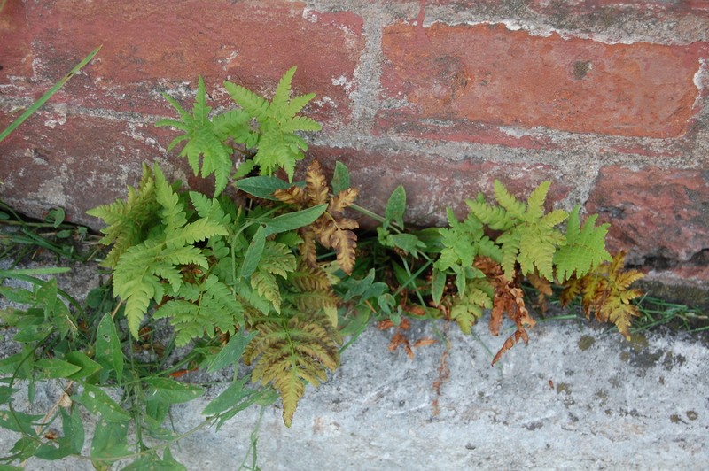 Eastern Marsh Fern photo 5