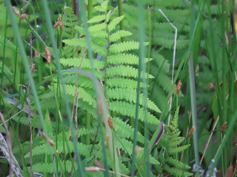 Eastern Marsh Fern photo 6