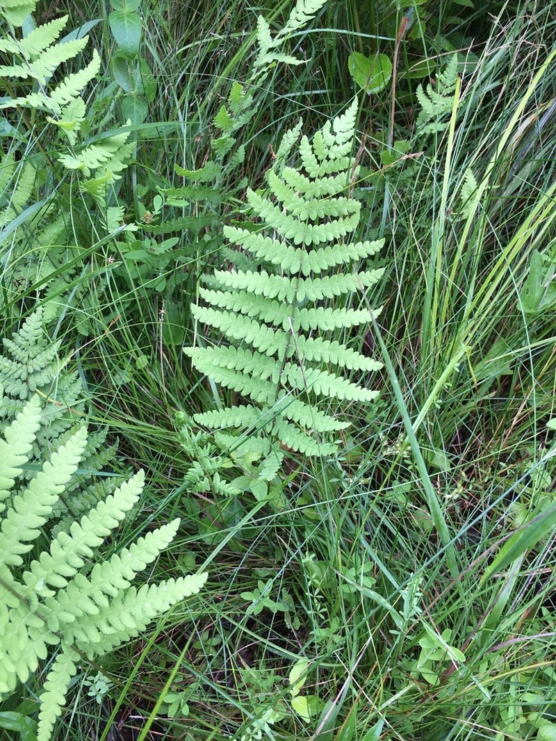 Eastern Marsh Fern photo 7