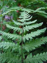 Eastern Marsh Fern