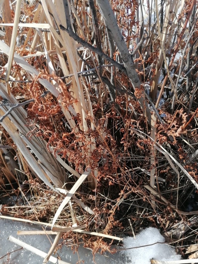 Thelypteris palustris subsp. palustris