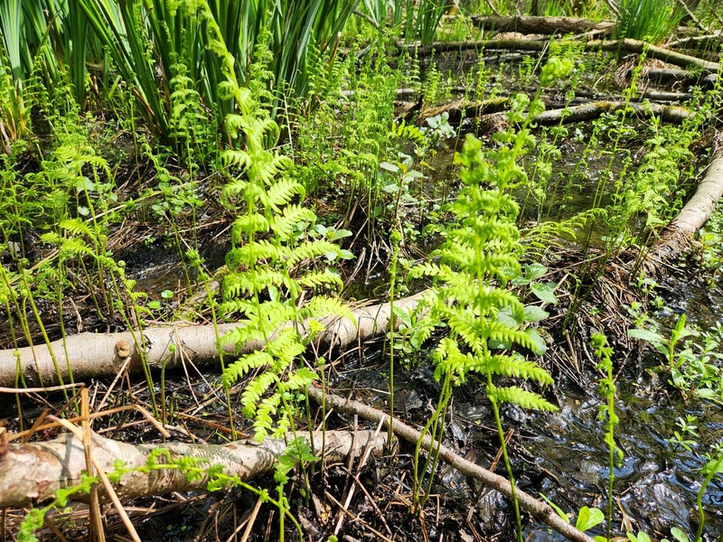 Thelypteris palustris subsp. palustris photo 2
