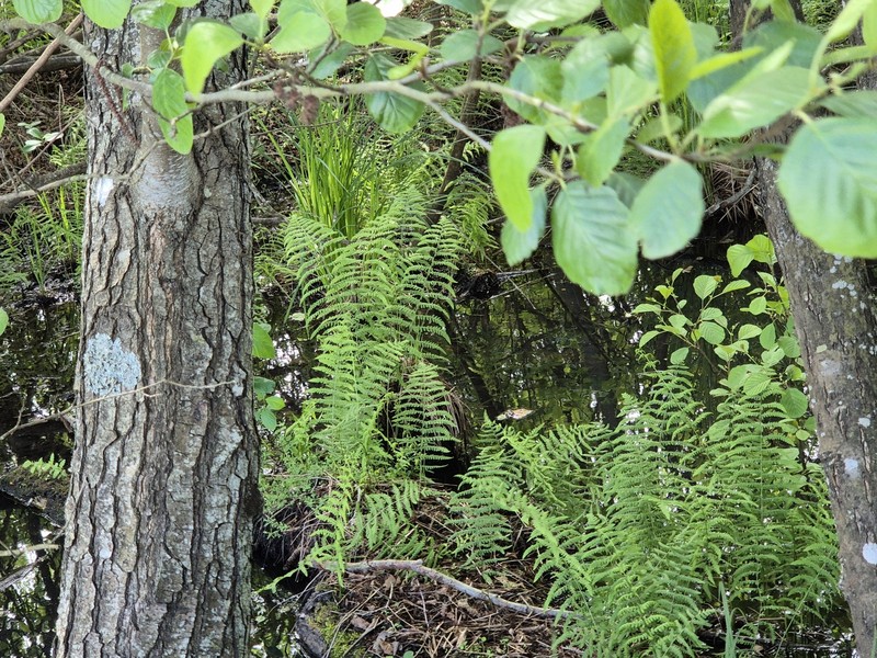 Thelypteris palustris subsp. palustris photo 3