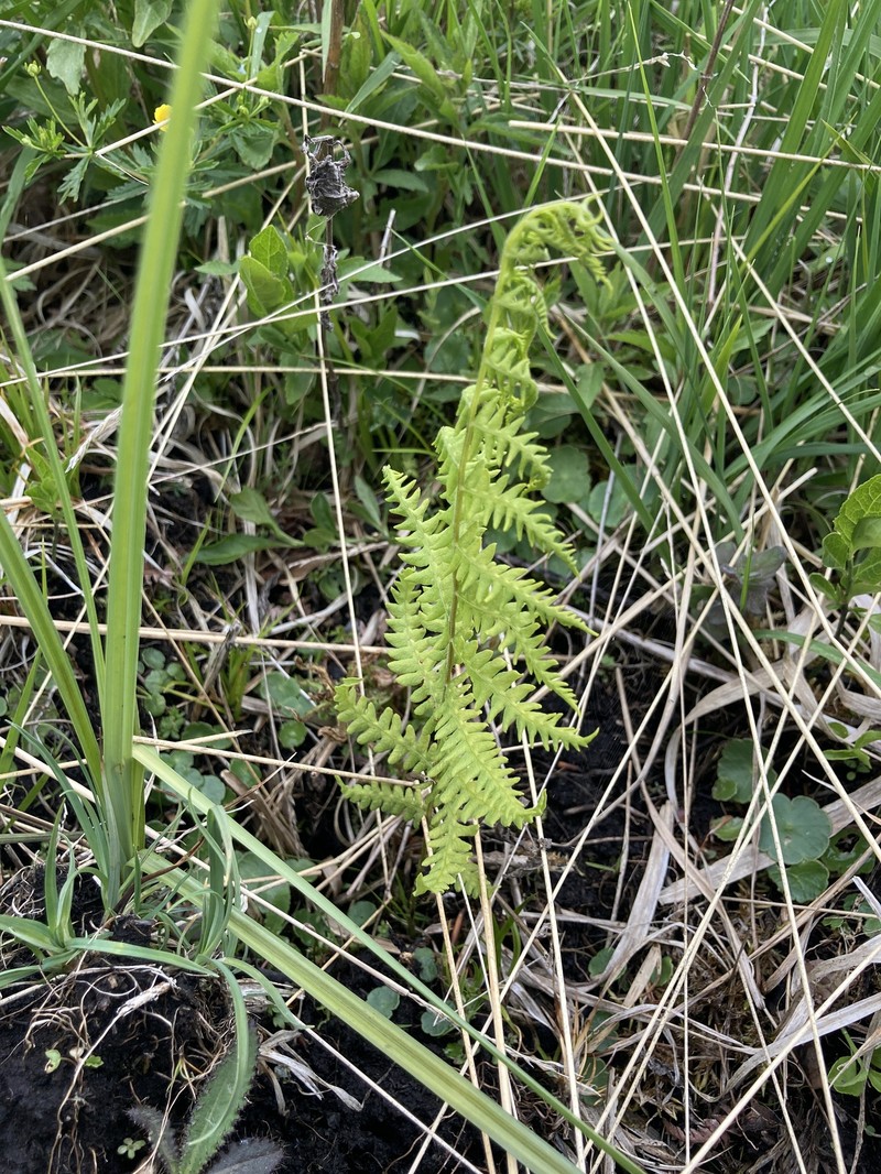 Thelypteris palustris subsp. palustris photo 4