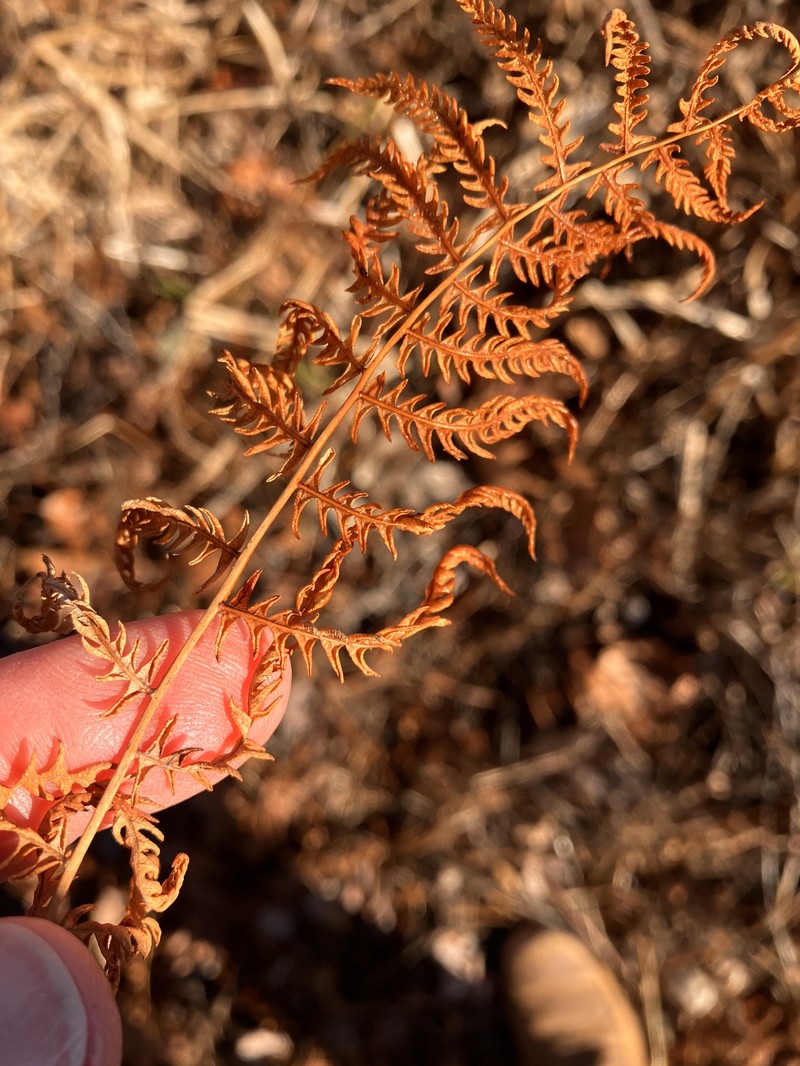 Thelypteris palustris subsp. pubescens