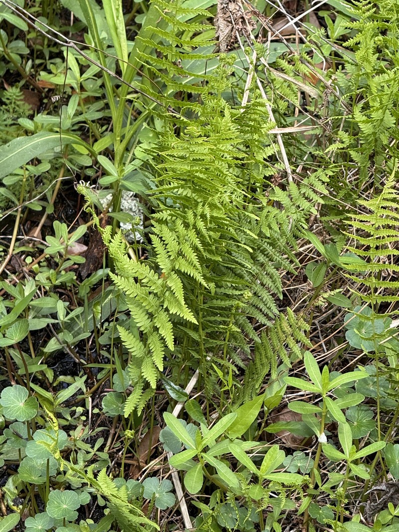 Thelypteris palustris subsp. pubescens photo 2