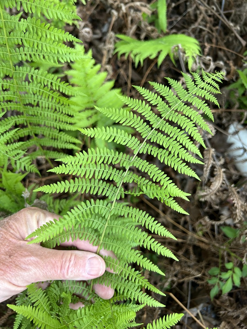 Thelypteris palustris subsp. pubescens photo 3