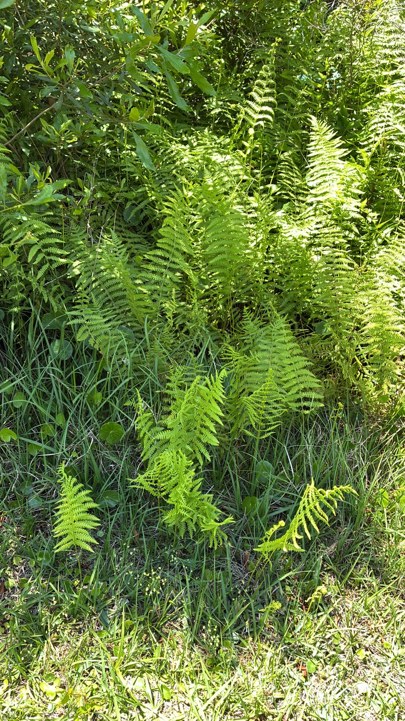 Thelypteris palustris subsp. pubescens photo 4