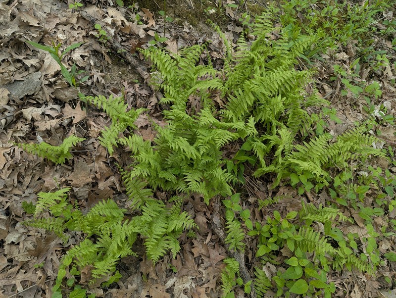 Thelypteris palustris subsp. pubescens photo 5