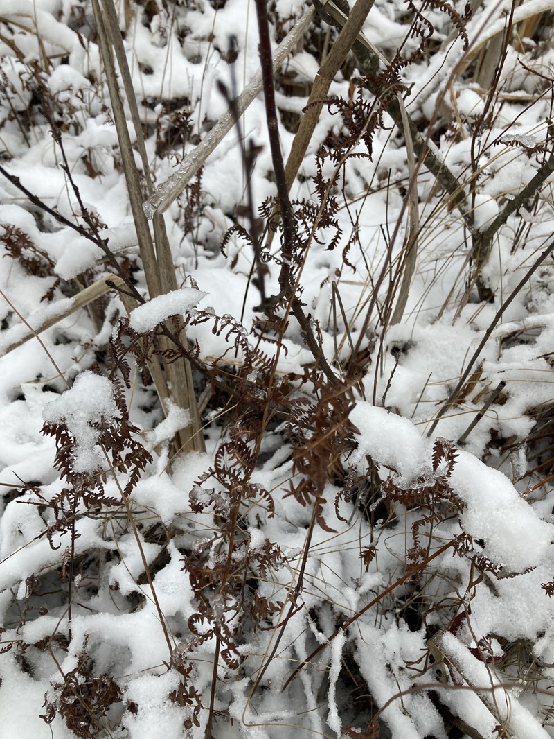 Thelypteris palustris subsp. pubescens photo 6