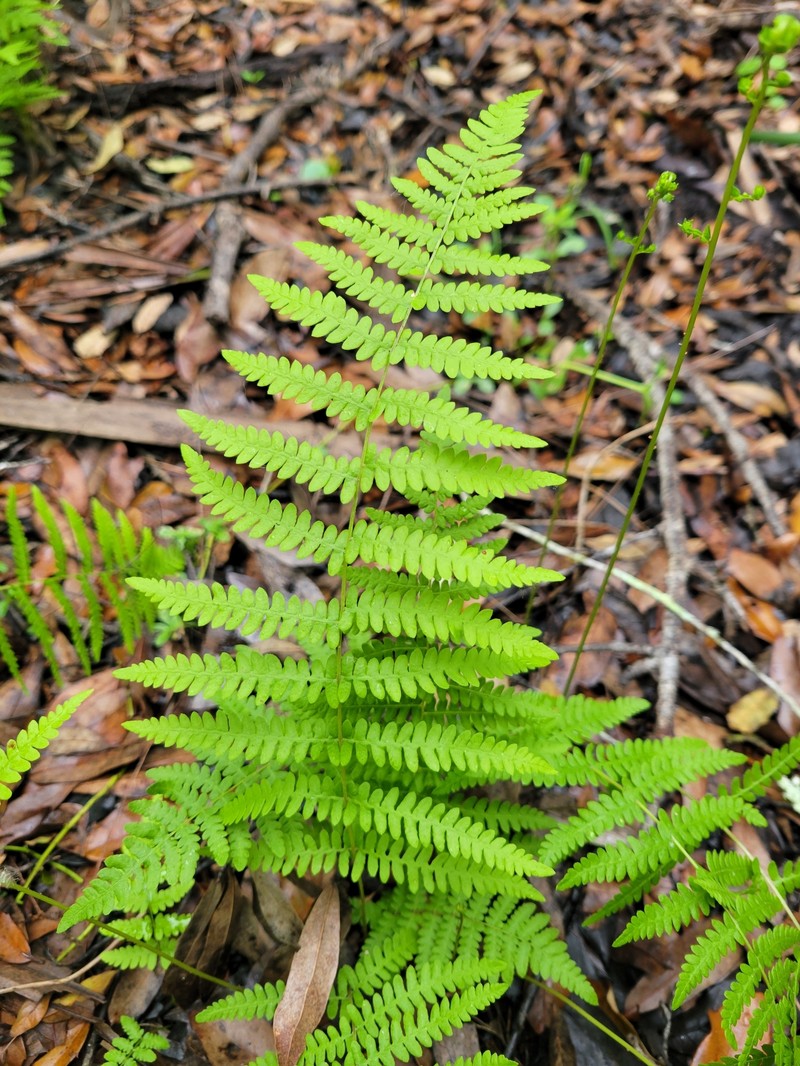 Thelypteris palustris subsp. pubescens photo 8