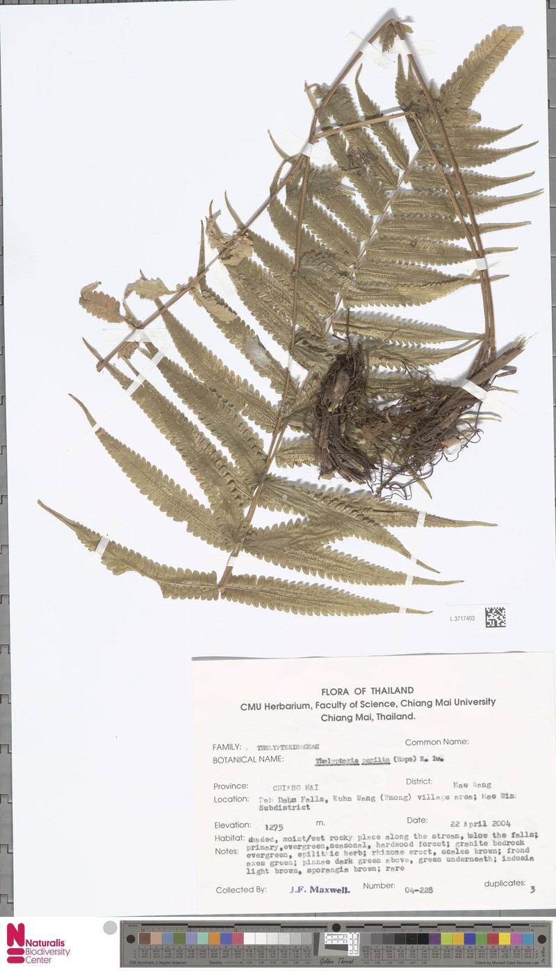 Thelypteris papilio