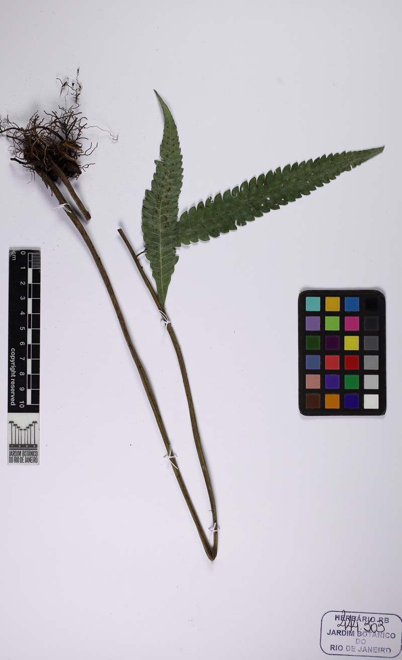 Thelypteris paranaensis