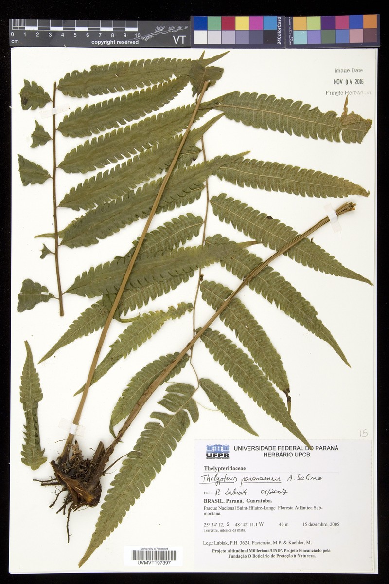 Thelypteris paranaensis photo 2