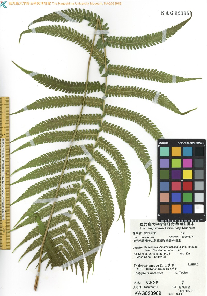 Parasitic Maiden Fern photo 3