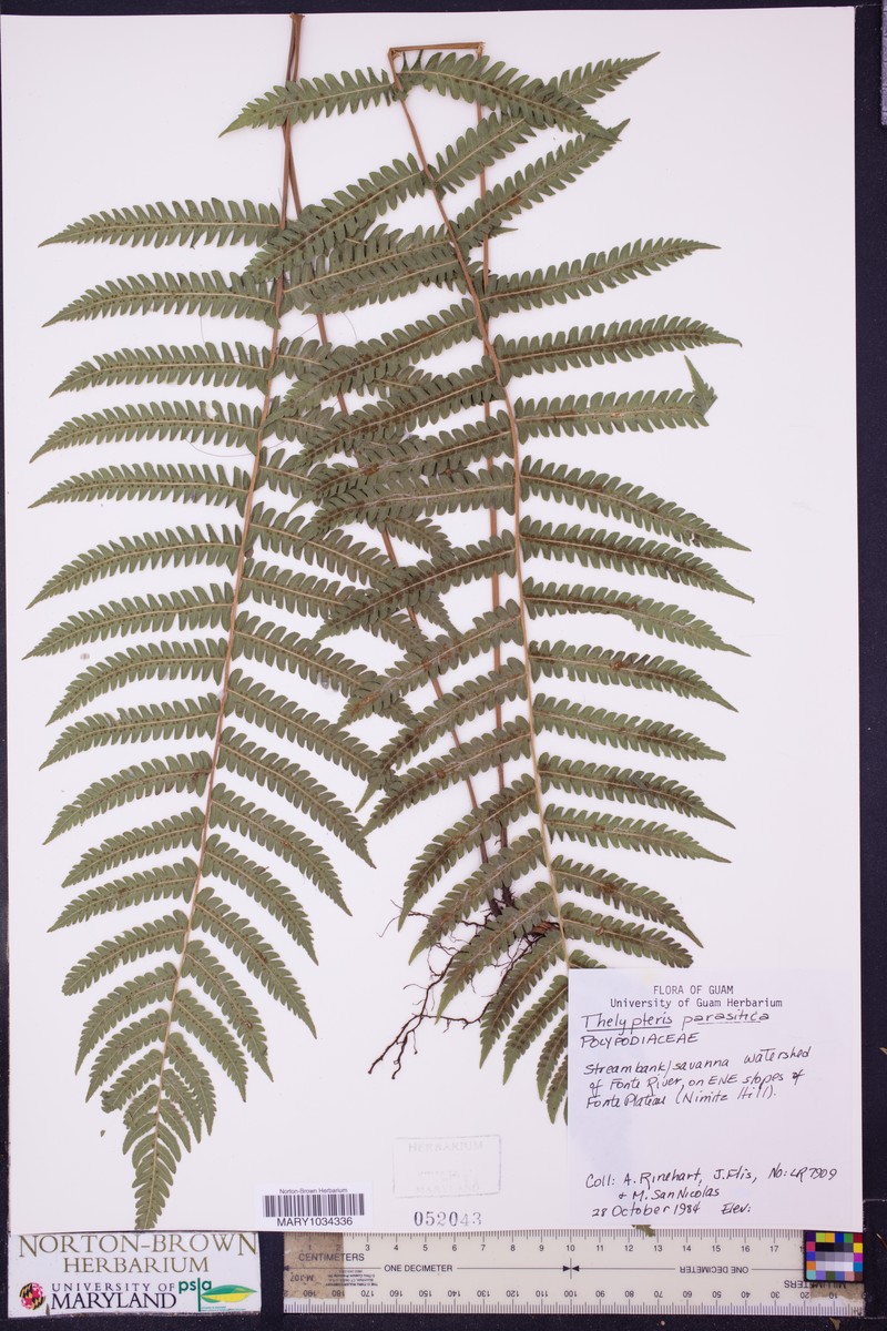 Parasitic Maiden Fern photo 4