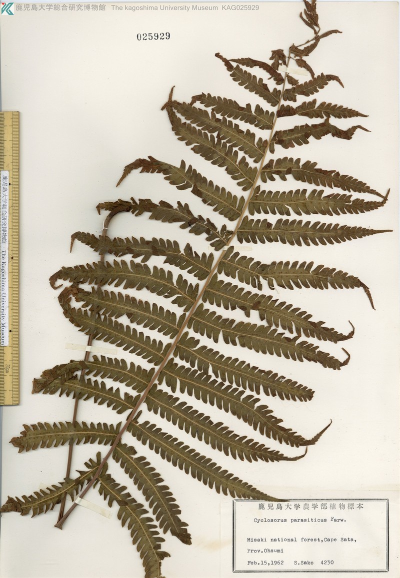Parasitic Maiden Fern photo 5