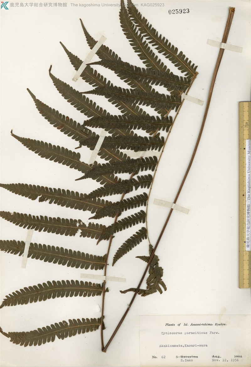 Parasitic Maiden Fern photo 6