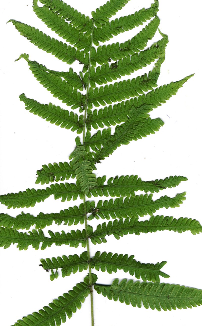 Parasitic Maiden Fern photo 7