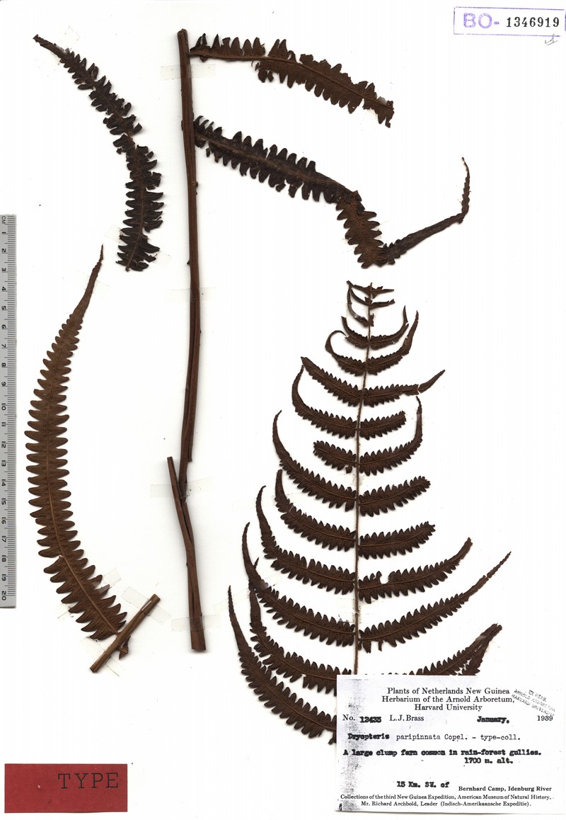Thelypteris paripinnata photo 2