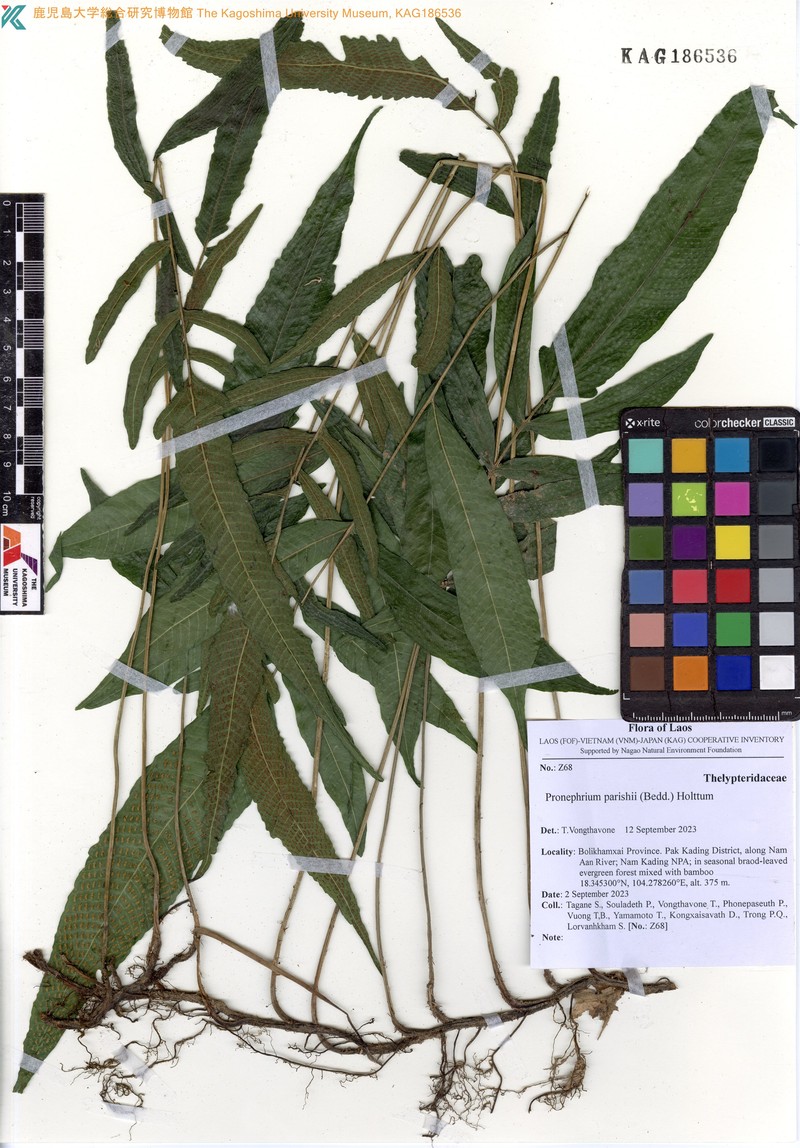 Thelypteris parishii