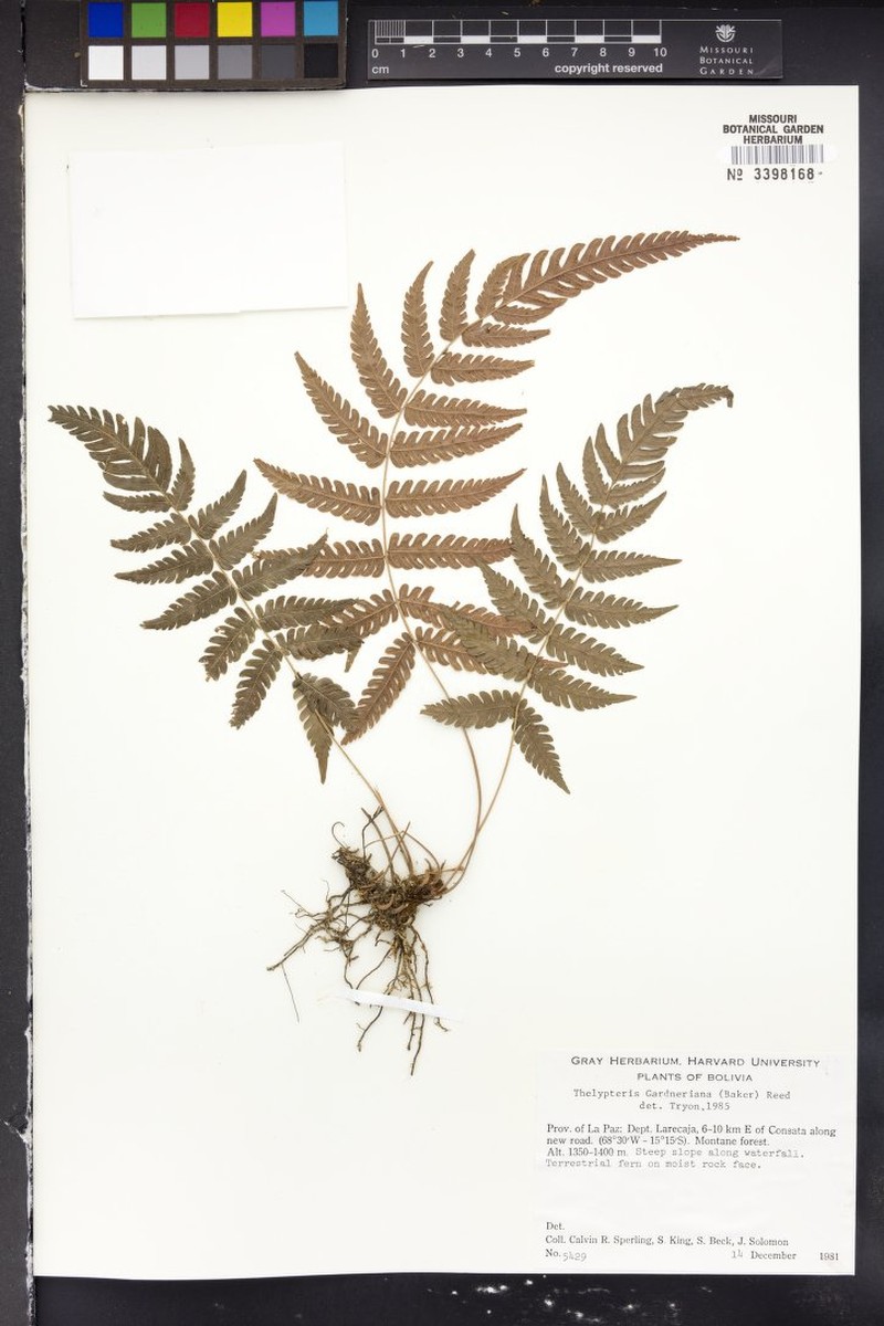 Thelypteris parva